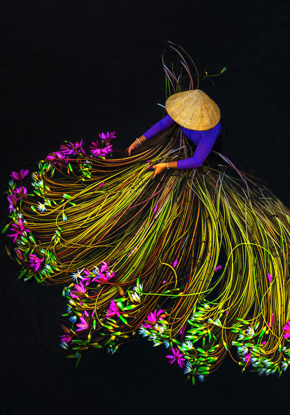 Beautiful Shots Of The Water Lily Harvest In Vietnam Captured By The Lens Of Pham Huy Trung 1