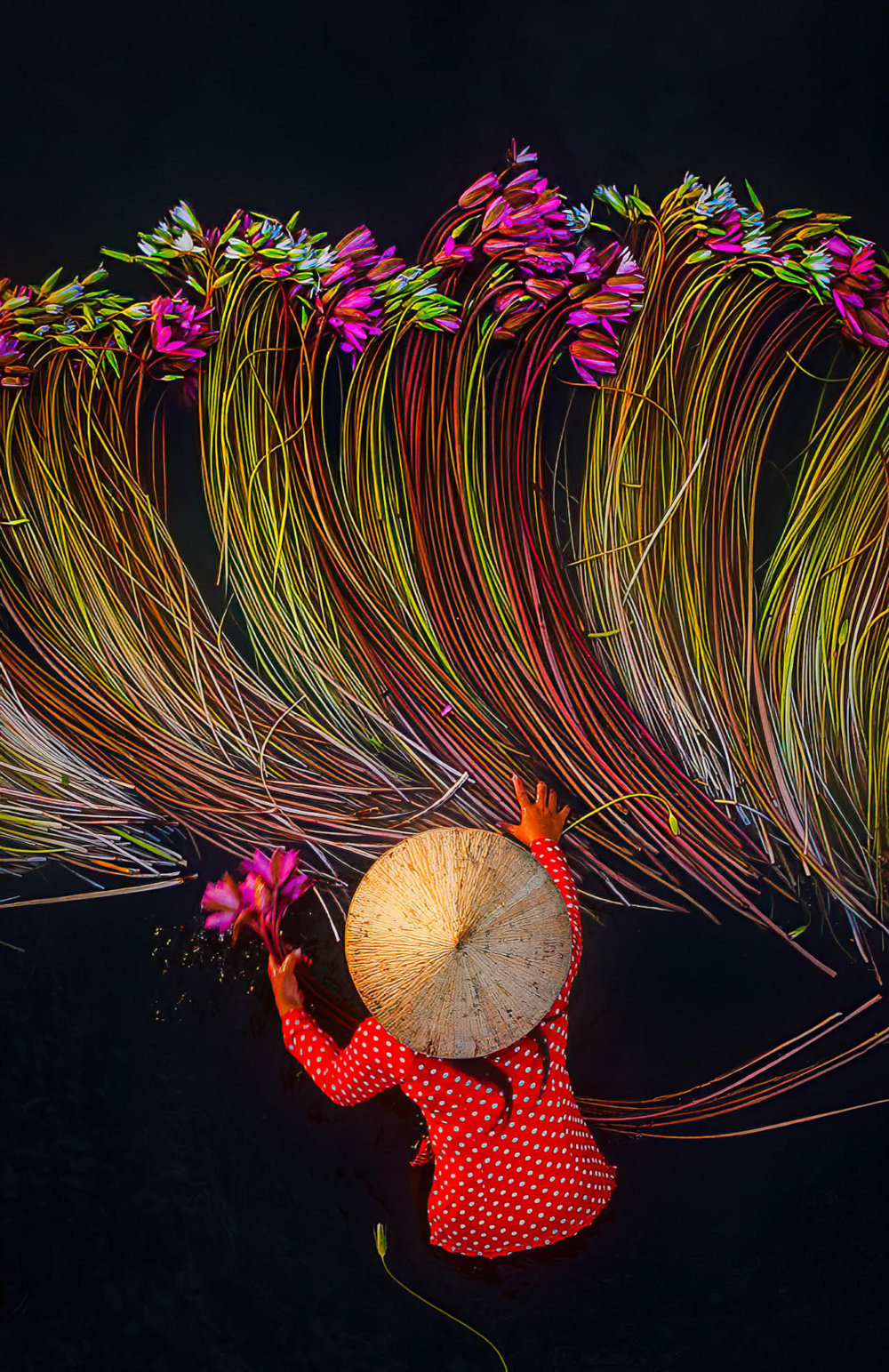 Beautiful Shots Of The Water Lily Harvest In Vietnam Captured By The Lens Of Pham Huy Trung 3