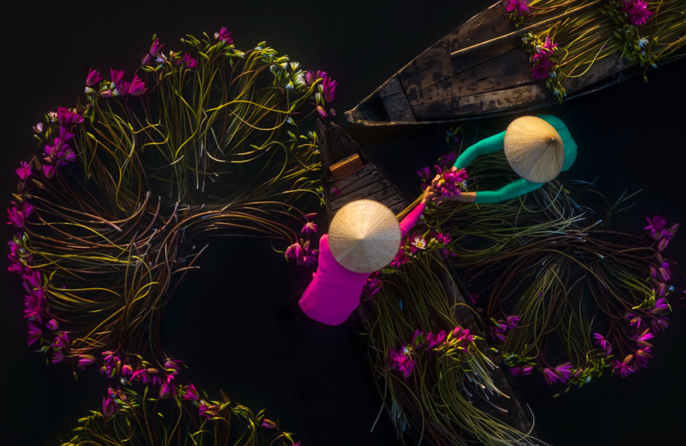 Beautiful Shots Of The Water Lily Harvest In Vietnam Captured By The Lens Of Pham Huy Trung 4