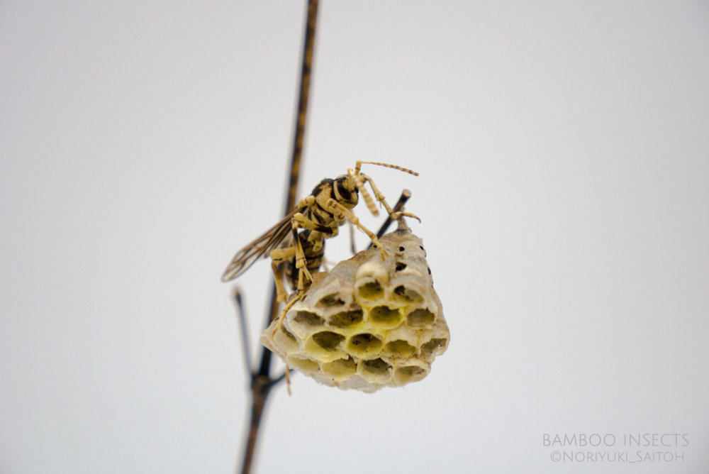 Intricate Life Like Insect Sculptures Made From Bamboo By Noriyuki Saitoh 20