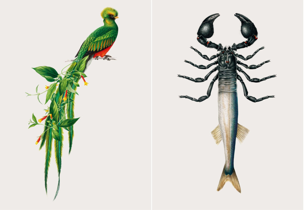 The Creative Specimens Hybrid Creatures Of Animals Insects And Plants In Lush Vintage Style Illustrations By Mark Brooks 1