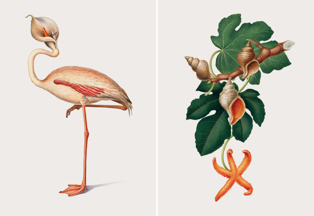 The Creative Specimens Hybrid Creatures Of Animals Insects And Plants In Lush Vintage Style Illustrations By Mark Brooks 2