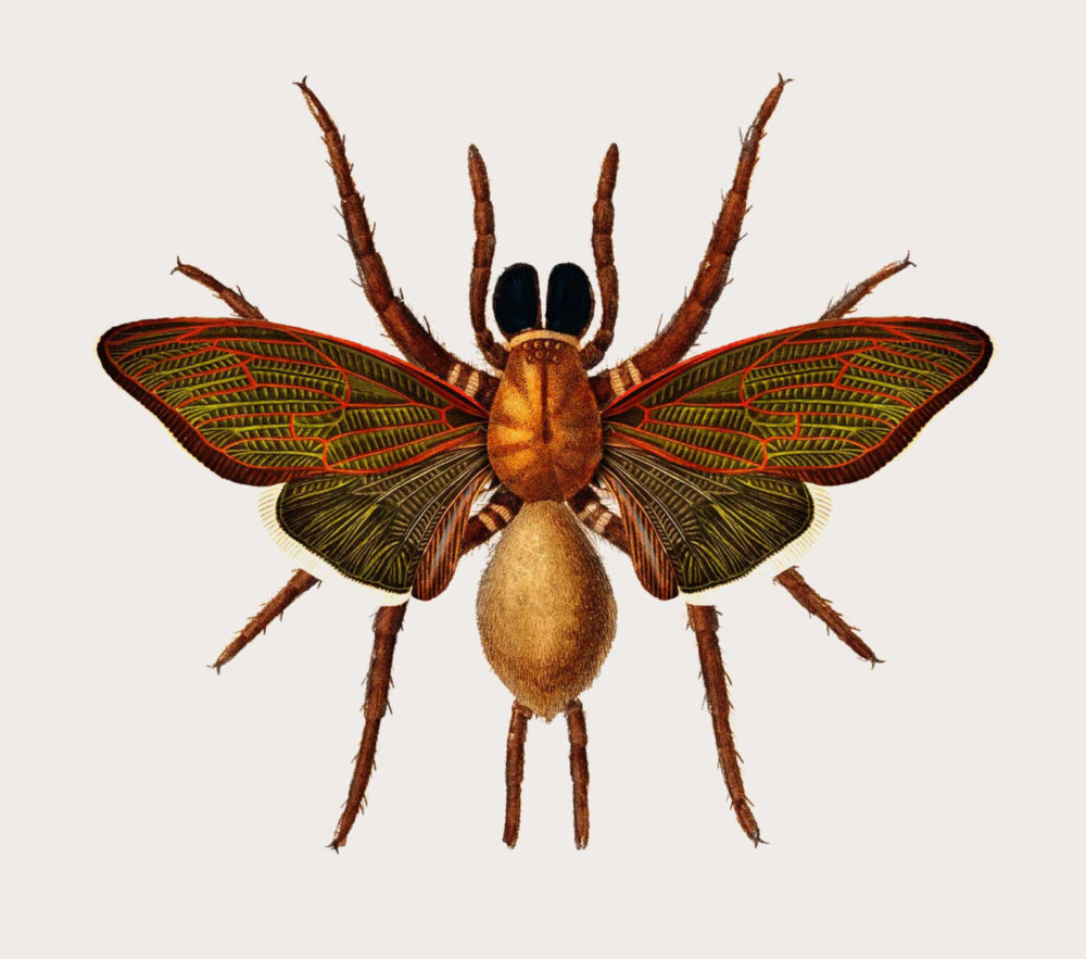 The Creative Specimens Hybrid Creatures Of Animals Insects And Plants In Lush Vintage Style Illustrations By Mark Brooks 3