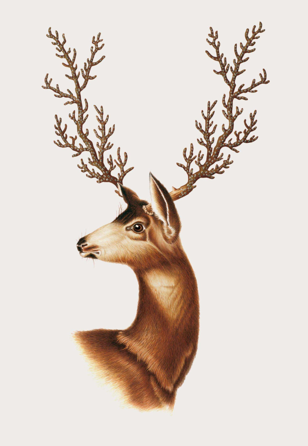 The Creative Specimens Hybrid Creatures Of Animals Insects And Plants In Lush Vintage Style Illustrations By Mark Brooks 7