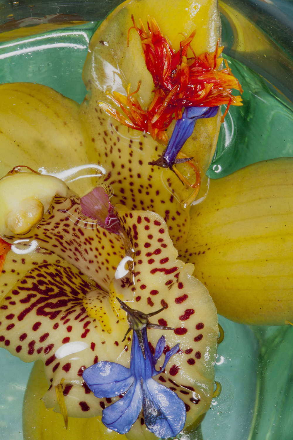 The Visceral Photography Of Maisie Cousins 15