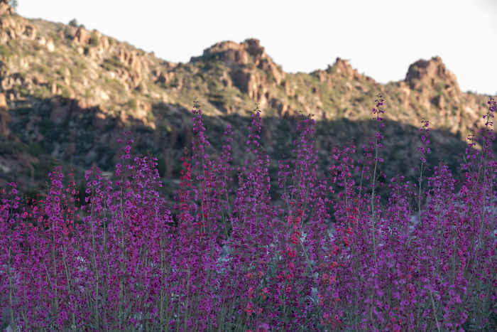 Beautiful Photograph Of Two Bees Sleeping In A Flower By Joe Neely 02