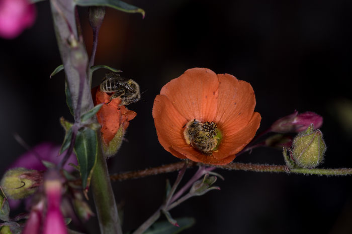 Beautiful Photograph Of Two Bees Sleeping In A Flower By Joe Neely 03