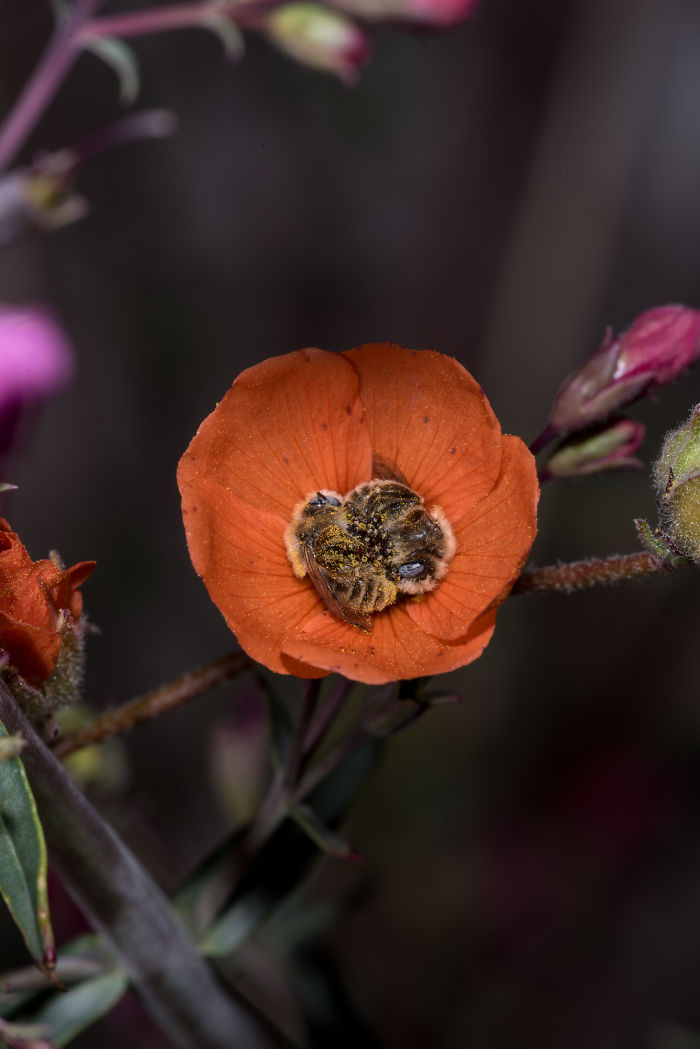 Beautiful Photograph Of Two Bees Sleeping In A Flower By Joe Neely 04