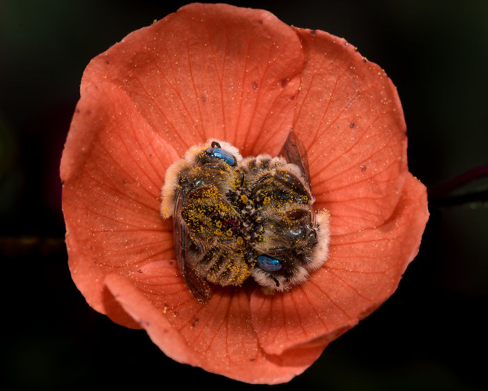Beautiful Photograph Of Two Bees Sleeping In A Flower By Joe Neely 05