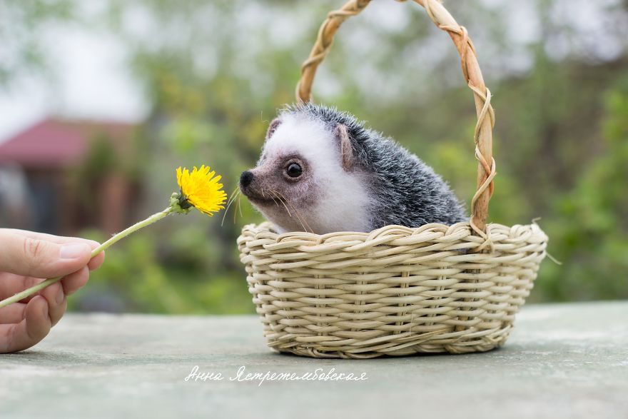 Cute And Realistic Handmade Felted Wool Animals By Anna Yastrezhembovskaya 9
