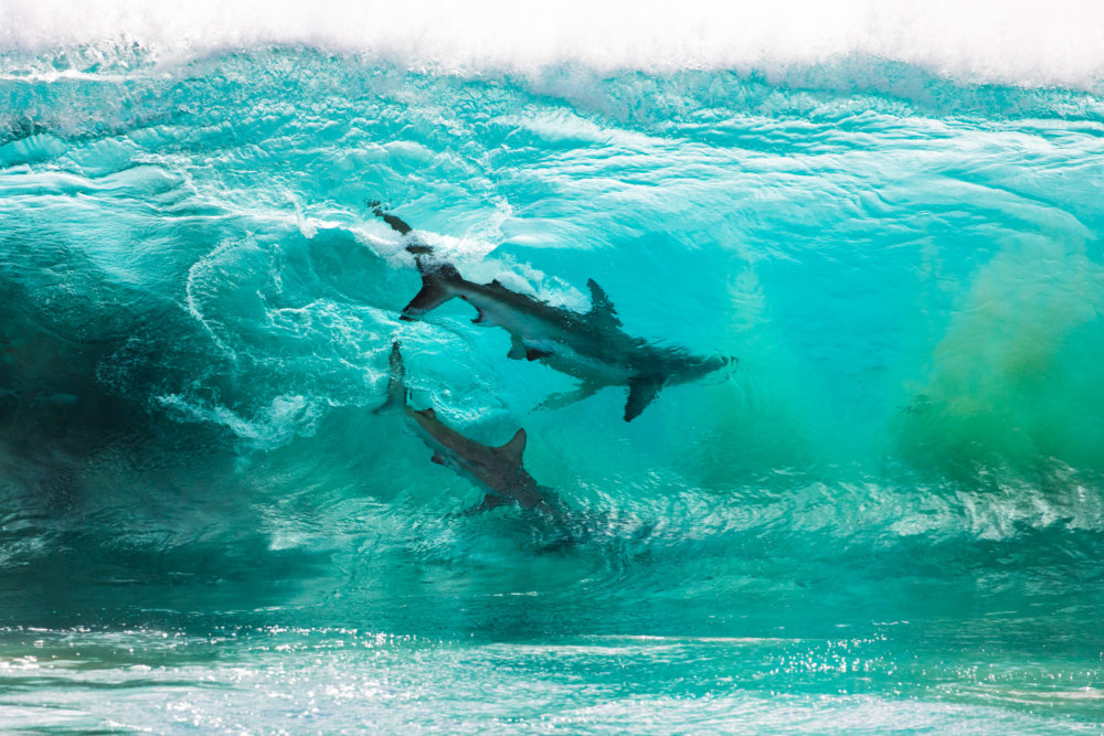 Incredible Photographs Of Sharks Swimming In A Wave Captured By Sean Scott 1