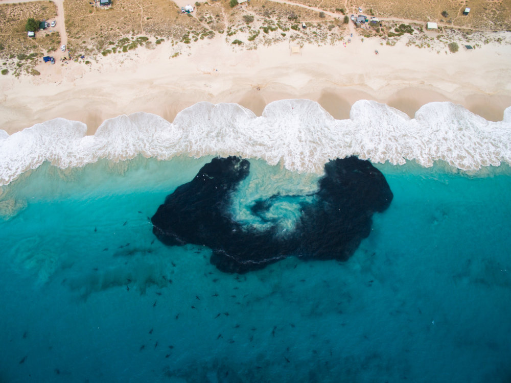 Incredible Photographs Of Sharks Swimming In A Wave Captured By Sean Scott 3