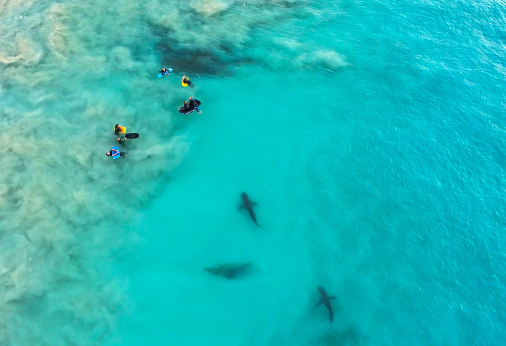 Incredible Photographs Of Sharks Swimming In A Wave Captured By Sean Scott 4