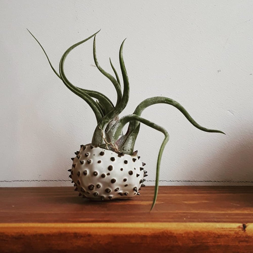 Teeth And Claws Otherworldly Ceramic Vessels By Gregory Knopp 11