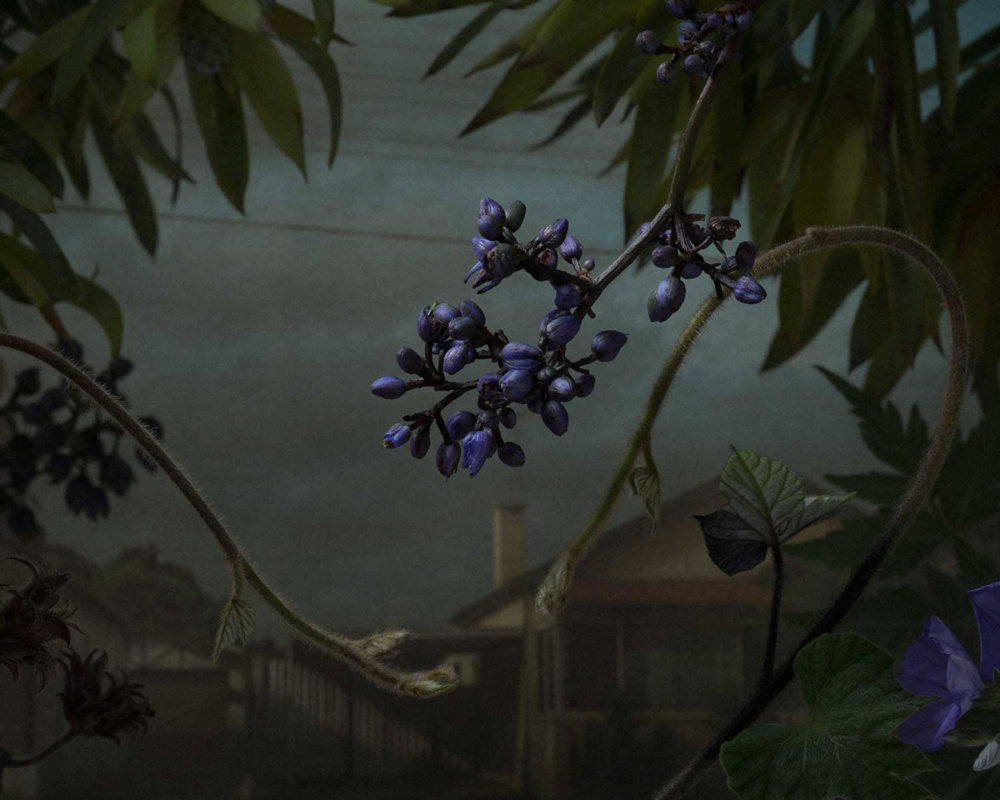 Botanical Inquiry Photographic Series By Daniel Shipp 10