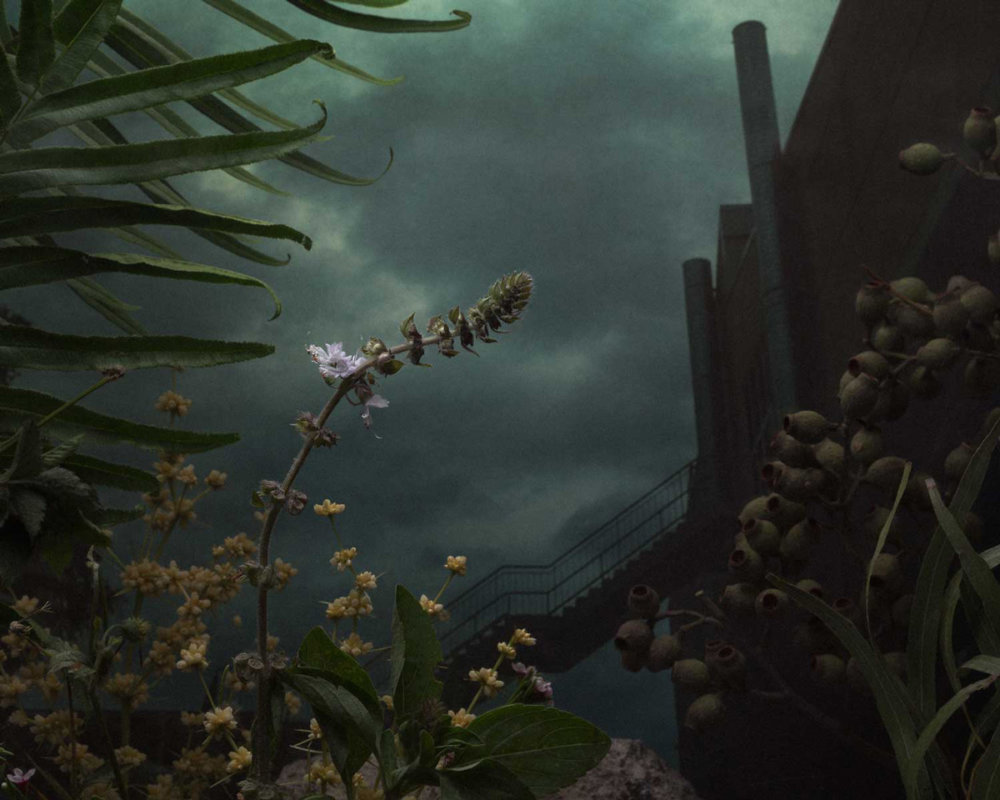 Botanical Inquiry Photographic Series By Daniel Shipp 11