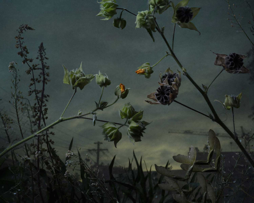 Botanical Inquiry Photographic Series By Daniel Shipp 2