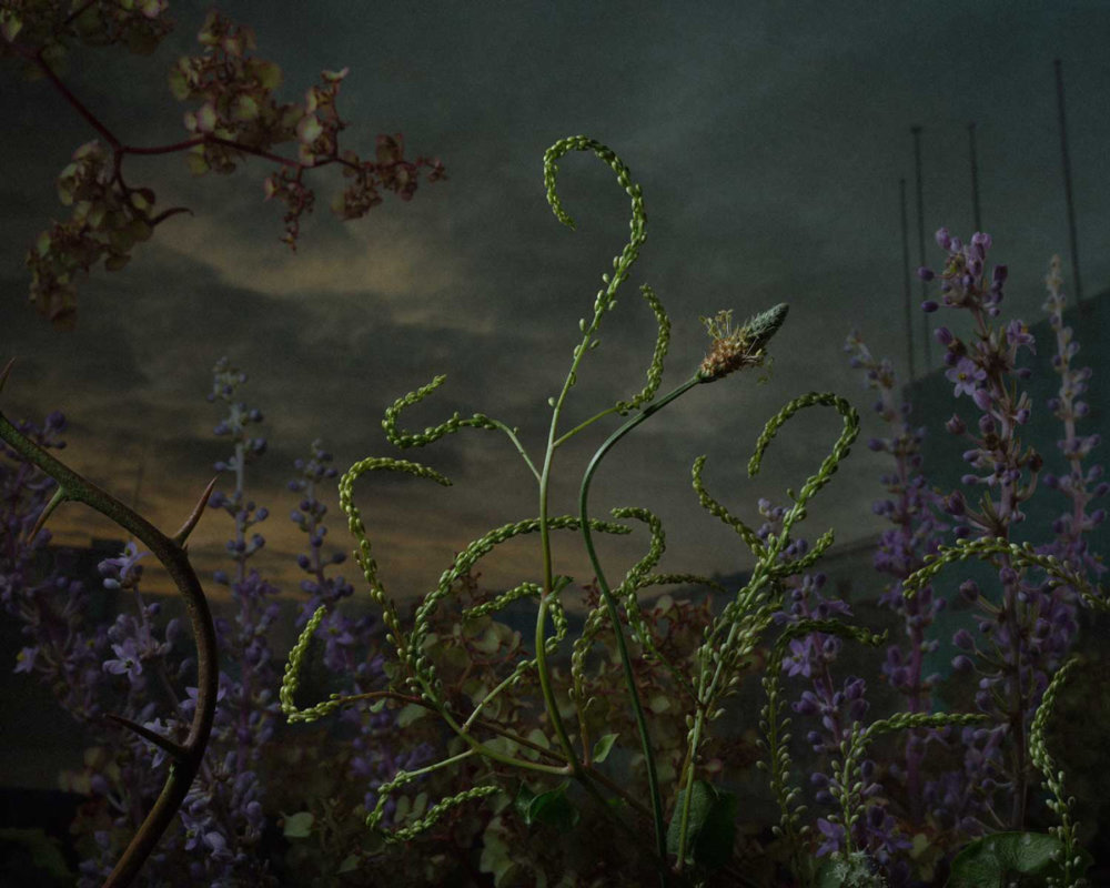 Botanical Inquiry Photographic Series By Daniel Shipp 3