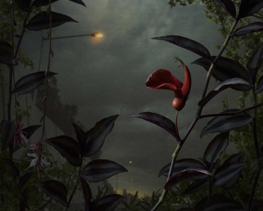 Botanical Inquiry Photographic Series By Daniel Shipp 4