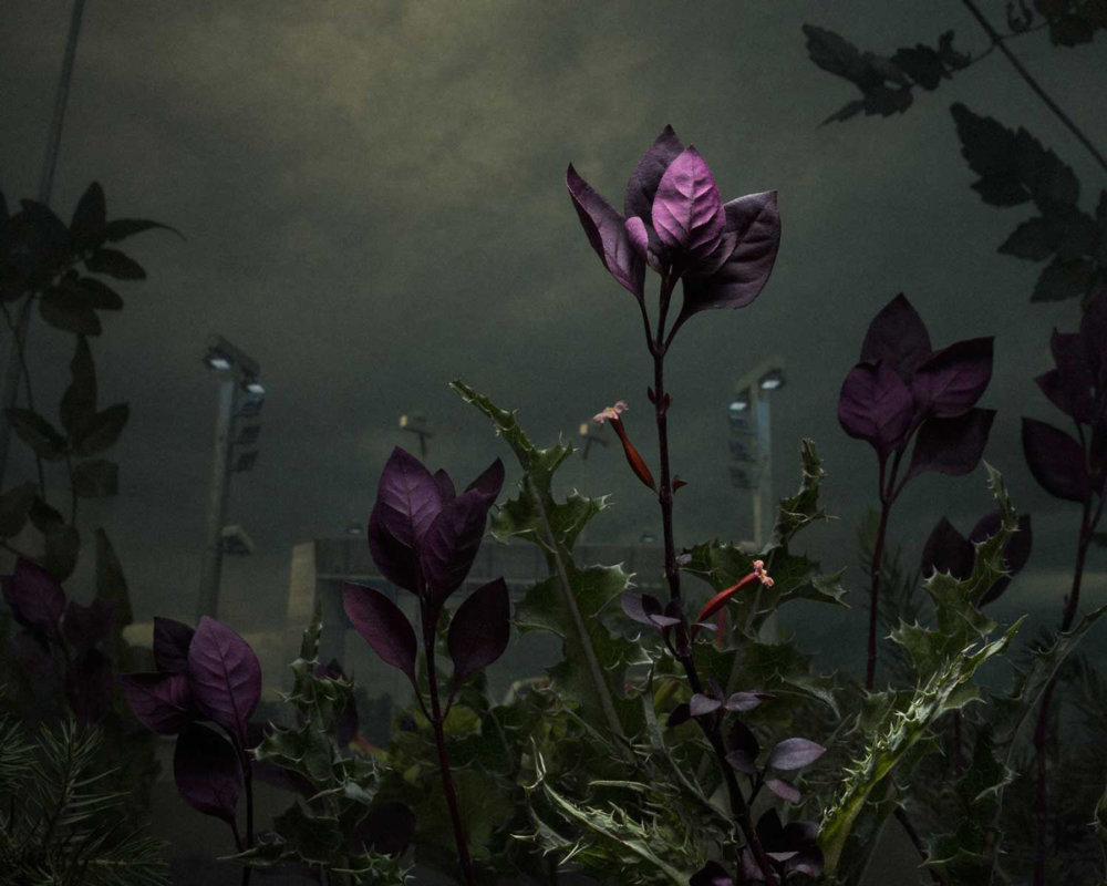 Botanical Inquiry Photographic Series By Daniel Shipp 5