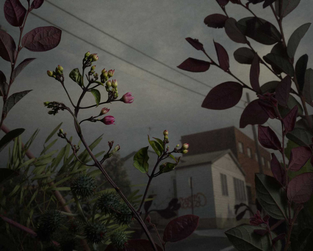 Botanical Inquiry Photographic Series By Daniel Shipp 6