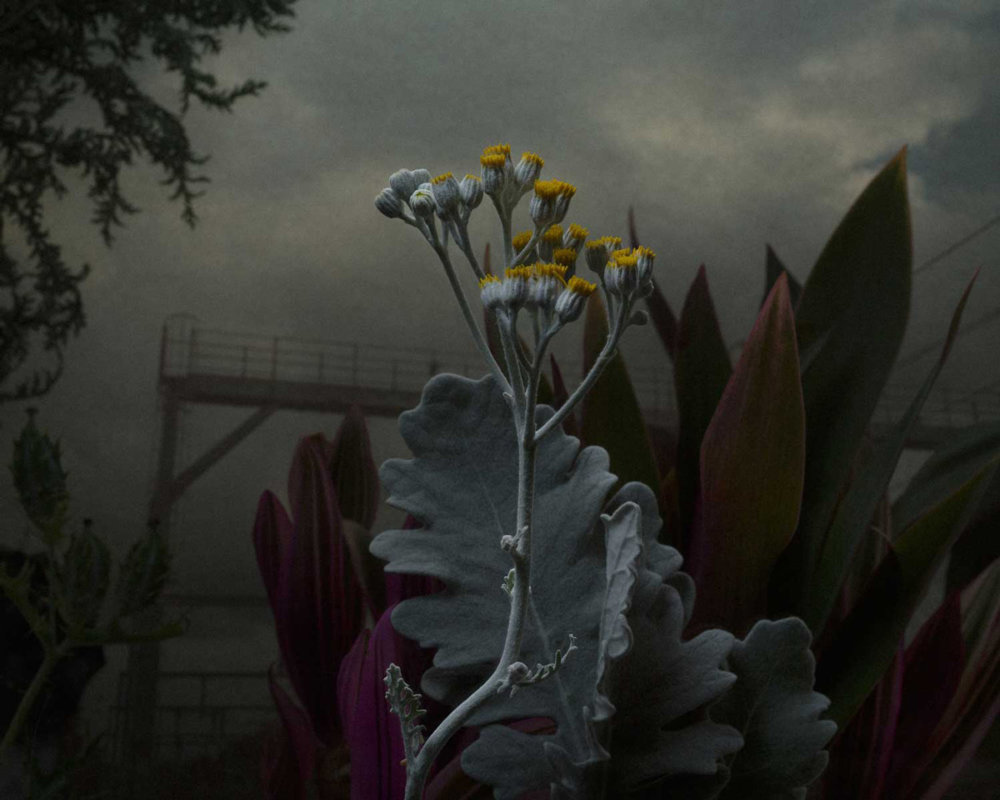 Botanical Inquiry Photographic Series By Daniel Shipp 8