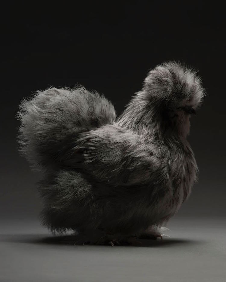 Chicken Superb Chicken Portraits By Moreno Monti And Matteo Tranchellini 3