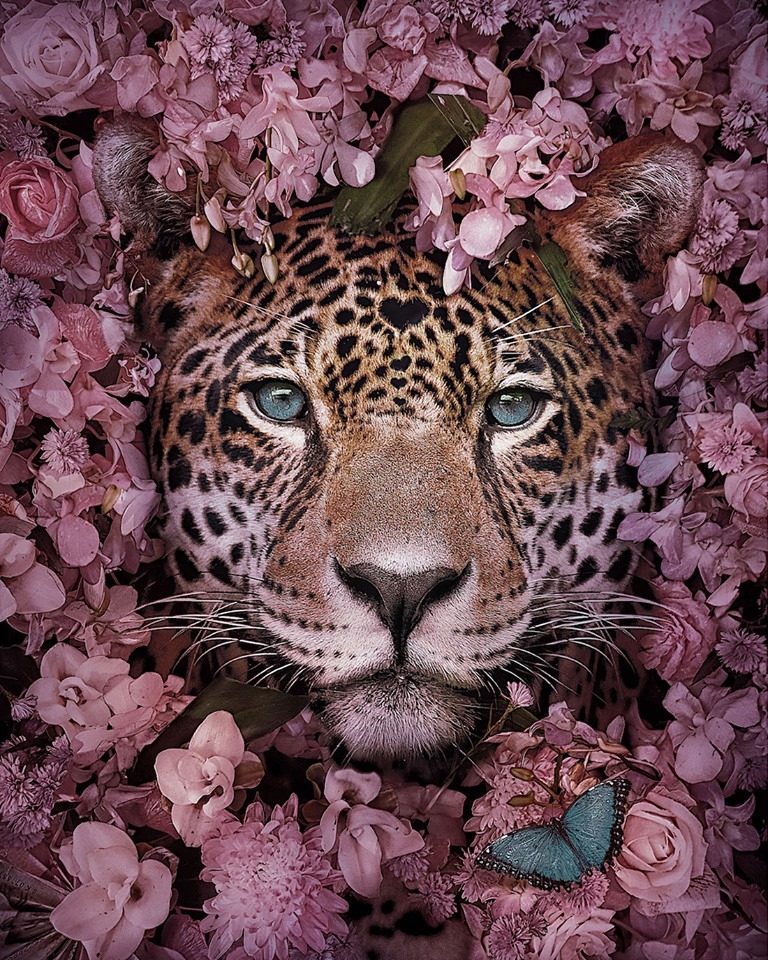 Dreamlike Animal Portraits Enchanting Photo Manipulations By Andreas Haggkvist 1