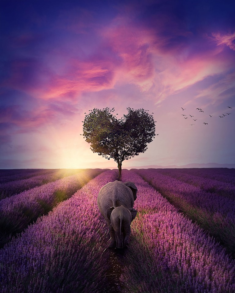 Dreamlike Animal Portraits Enchanting Photo Manipulations By Andreas Haggkvist 12