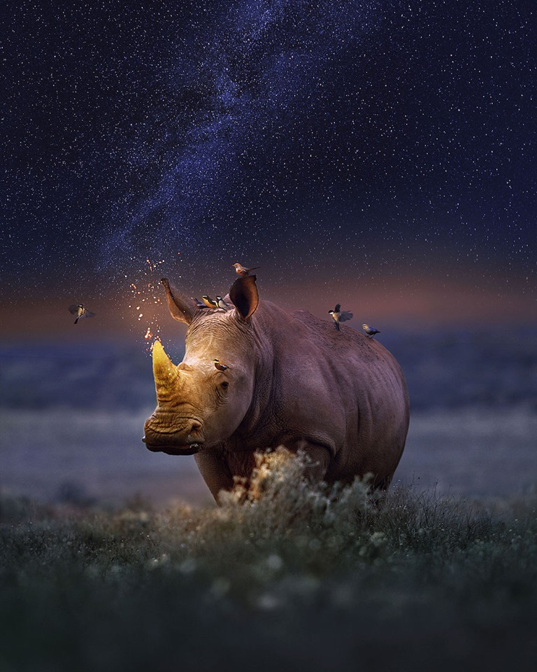 Dreamlike Animal Portraits Enchanting Photo Manipulations By Andreas Haggkvist 2