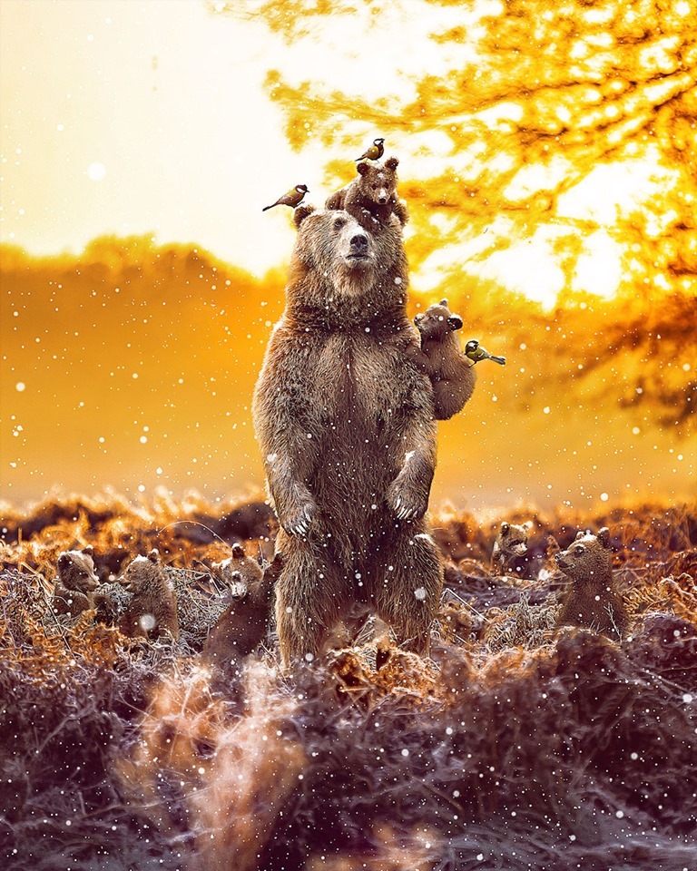 Dreamlike Animal Portraits Enchanting Photo Manipulations By Andreas Haggkvist 8