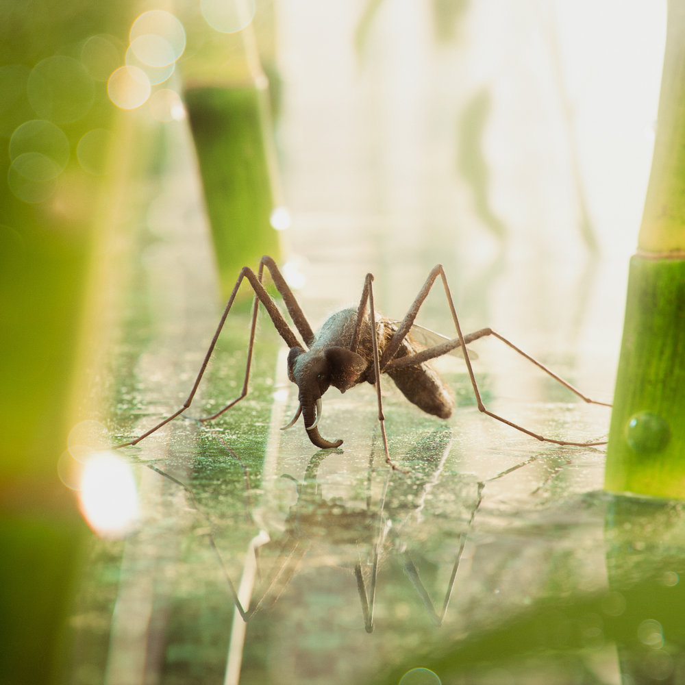 Mudbugs Digital Illustrations Of Mammals Hybridized With Insects By Cristian Girotto 1