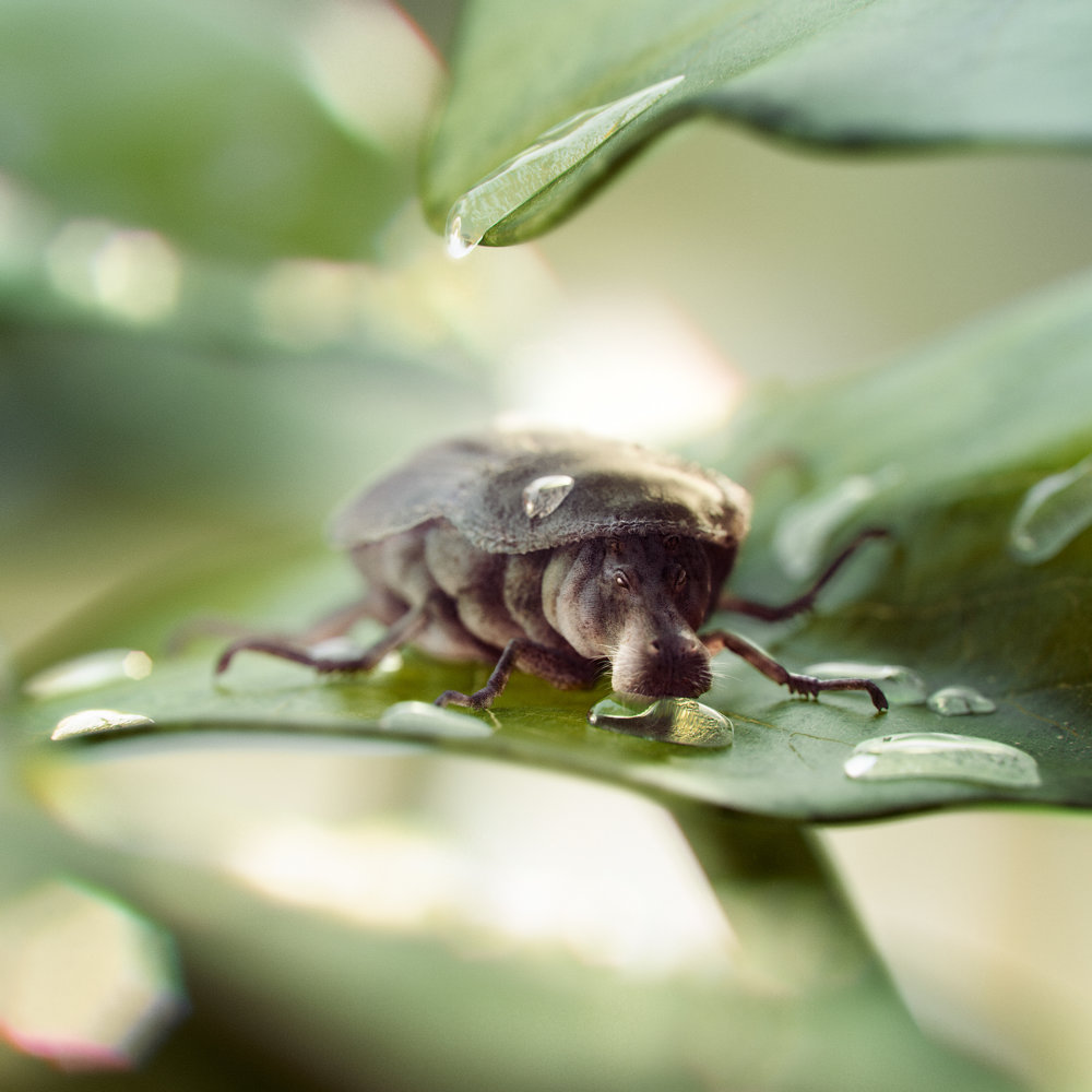 Mudbugs Digital Illustrations Of Mammals Hybridized With Insects By Cristian Girotto 5