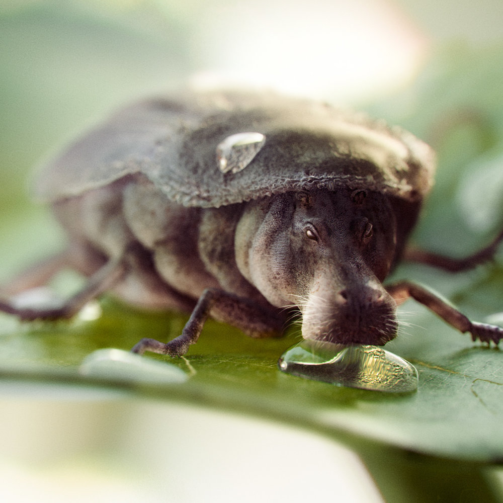 Mudbugs Digital Illustrations Of Mammals Hybridized With Insects By Cristian Girotto 6