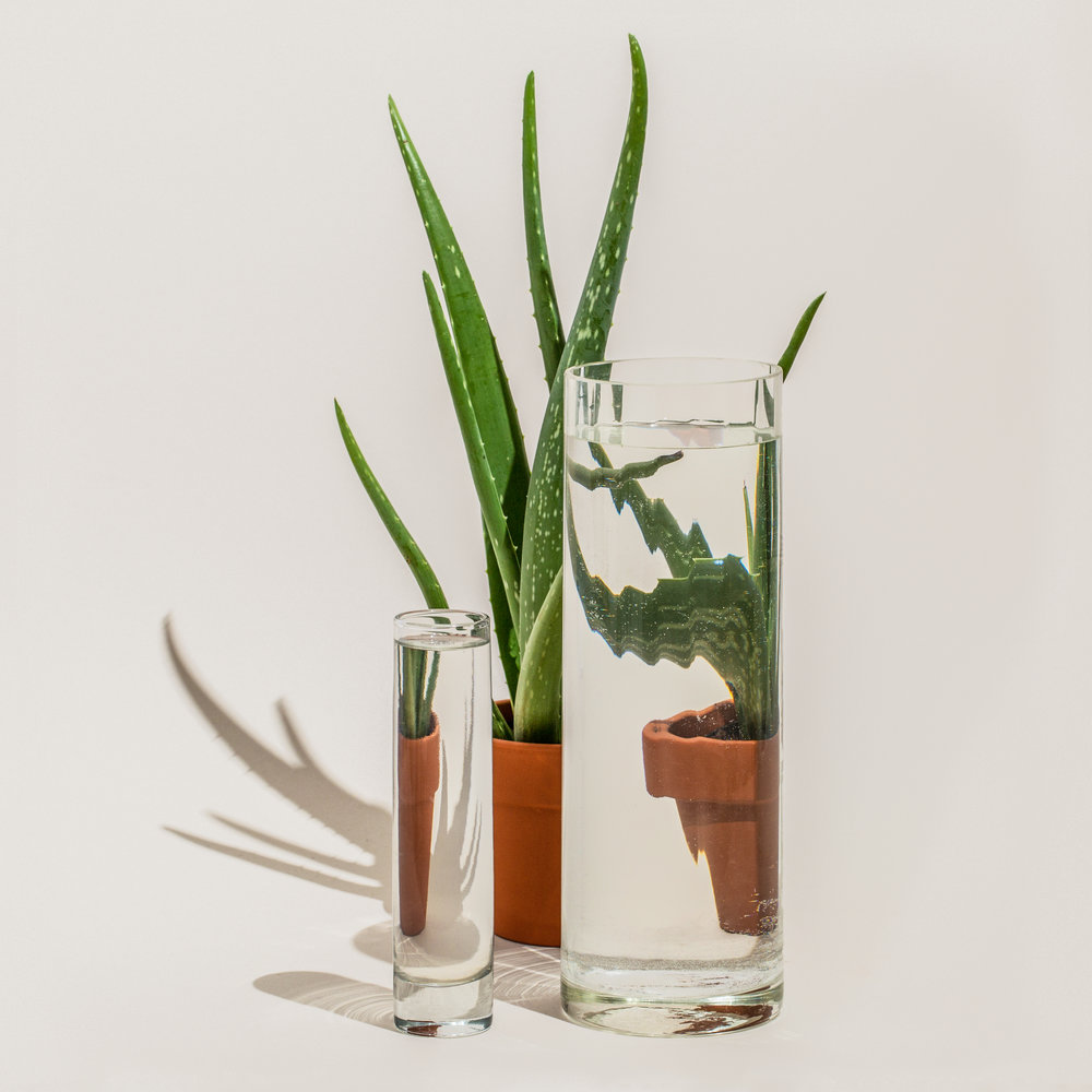 Perspective Food And Plants Distorted Through The Glass By Suzanne Saroff 14