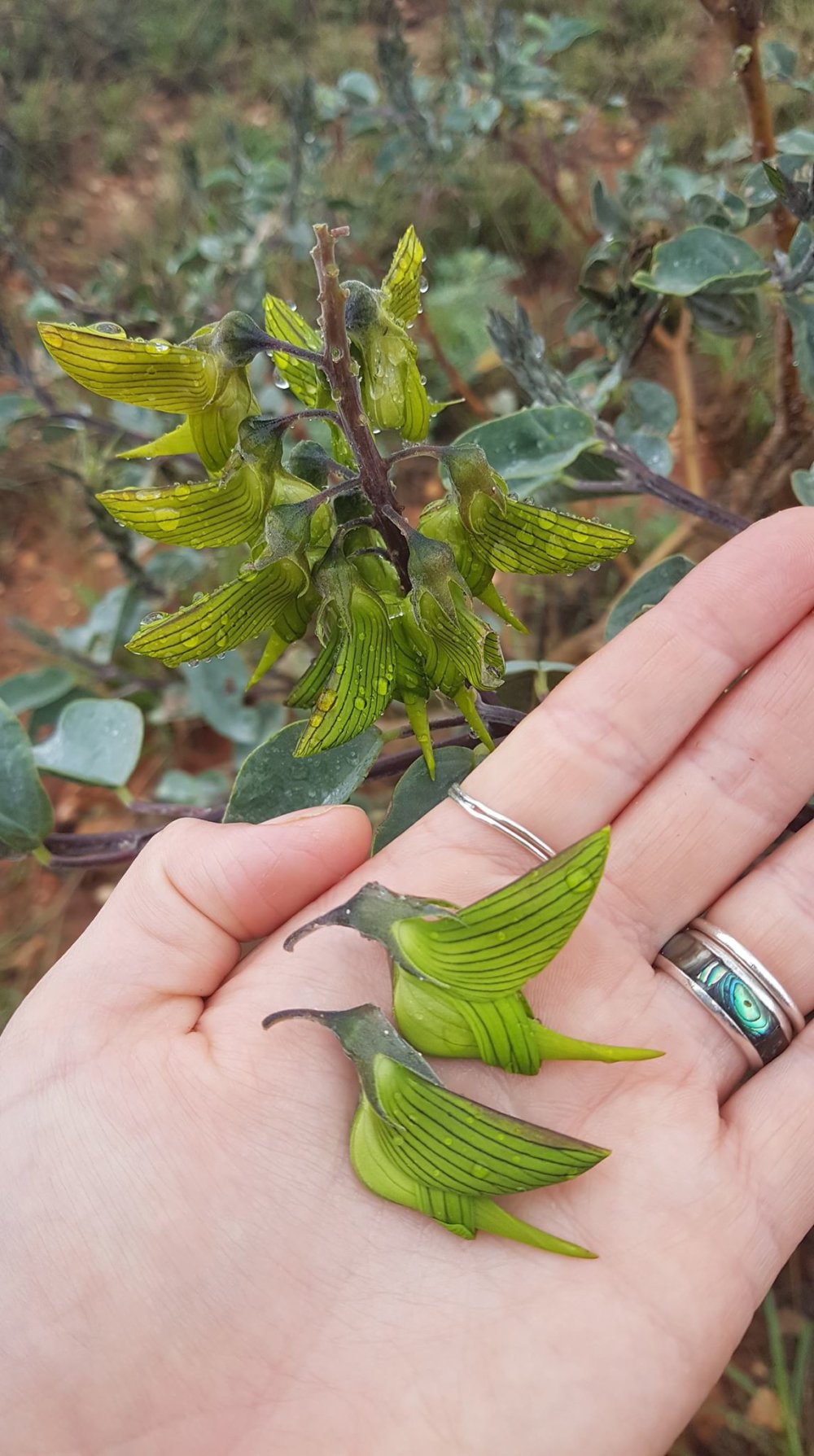 Amazing Plant With Flowers That Look Like Hummingbirds Octopusprime