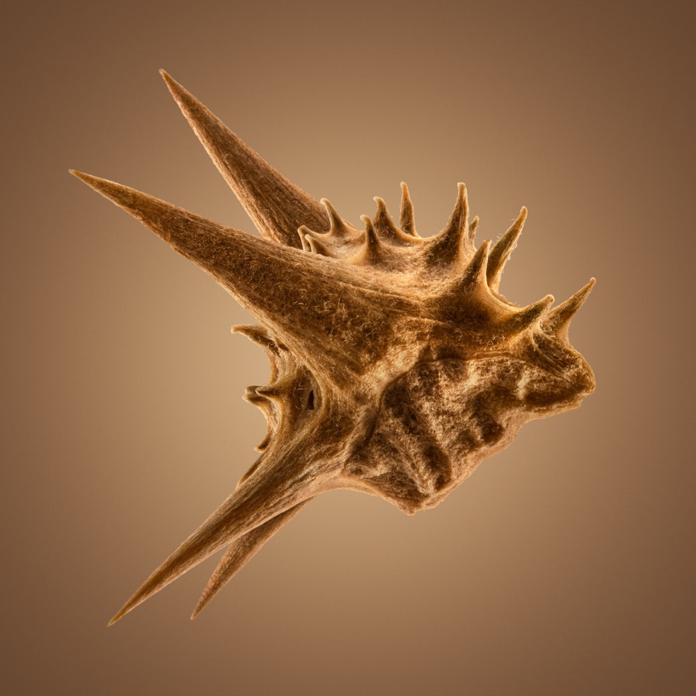 Hitchhikers Thorn And Bur Seeds In Macro Photography By Dillon Marsh 1