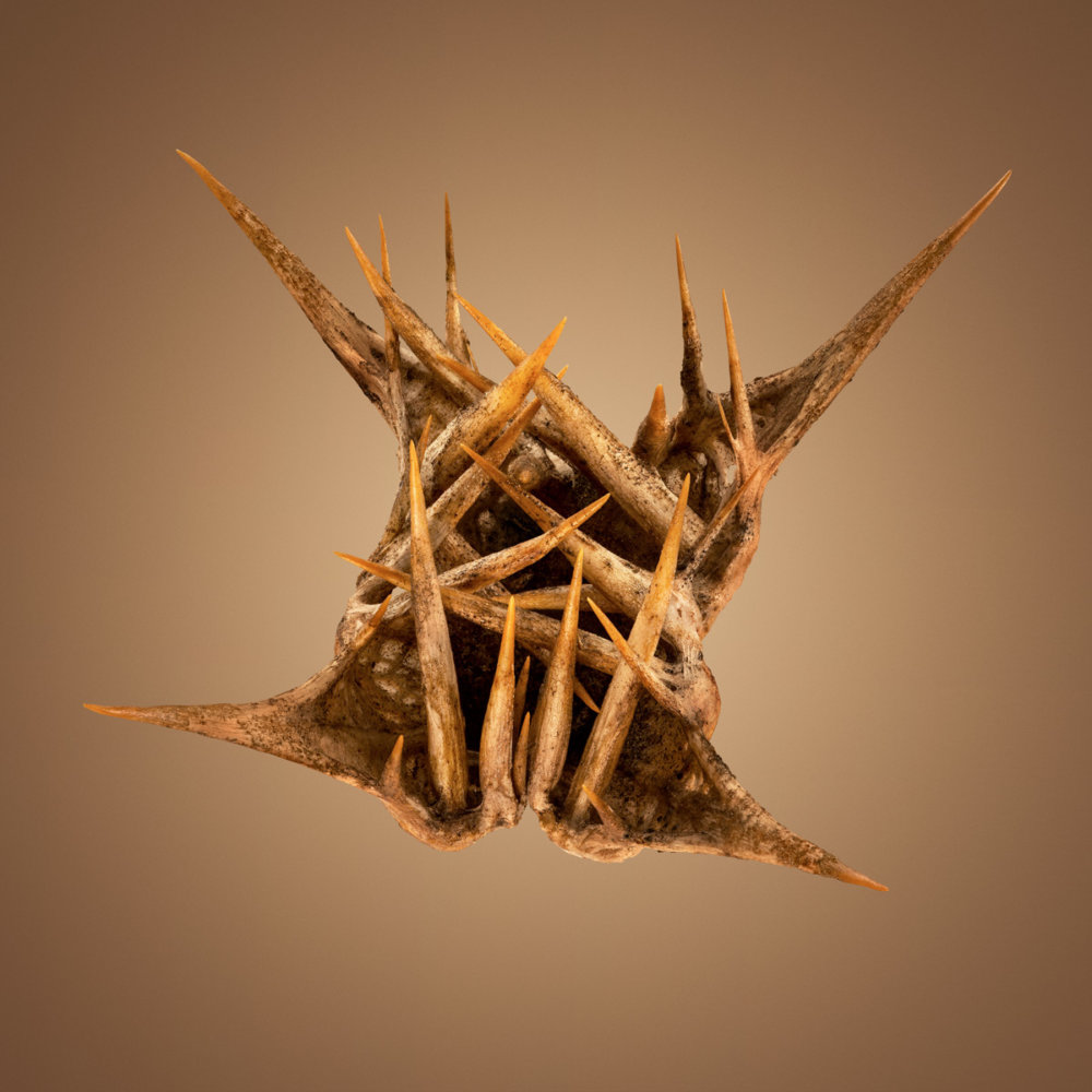 Hitchhikers Thorn And Bur Seeds In Macro Photography By Dillon Marsh 11