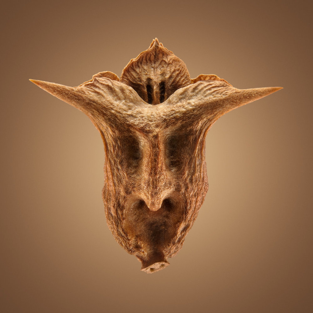 Hitchhikers Thorn And Bur Seeds In Macro Photography By Dillon Marsh 3