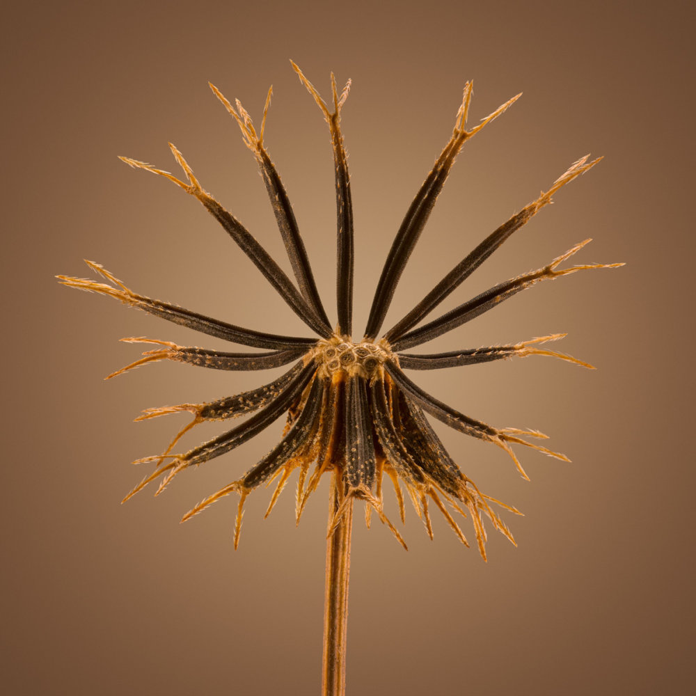 Hitchhikers Thorn And Bur Seeds In Macro Photography By Dillon Marsh 5