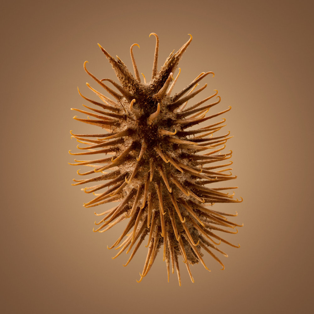 Hitchhikers Thorn And Bur Seeds In Macro Photography By Dillon Marsh 9