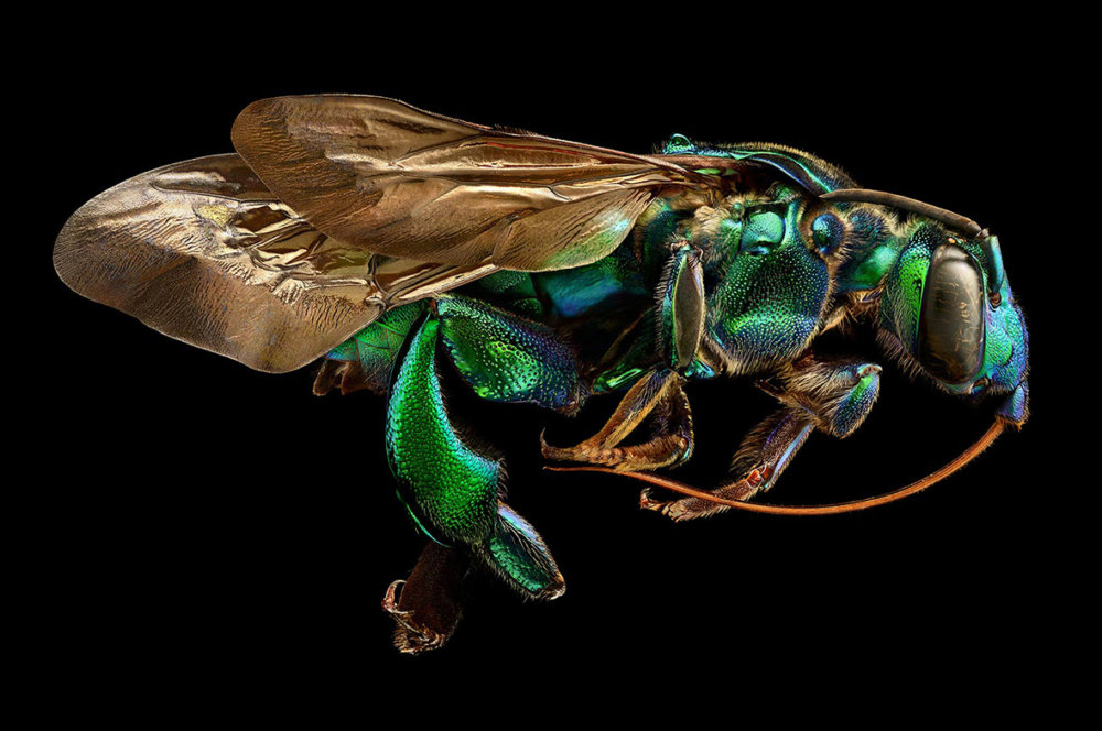 Microsculpture Stunning Macro Photographs Of Colorful Insects By Levon Biss 1
