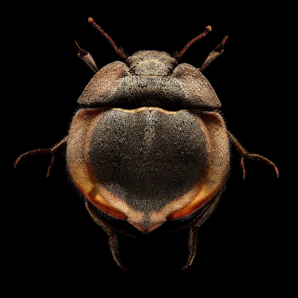 Microsculpture Stunning Macro Photographs Of Colorful Insects By Levon Biss 11