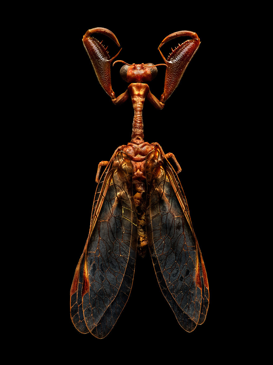 Microsculpture Stunning Macro Photographs Of Colorful Insects By Levon Biss 2