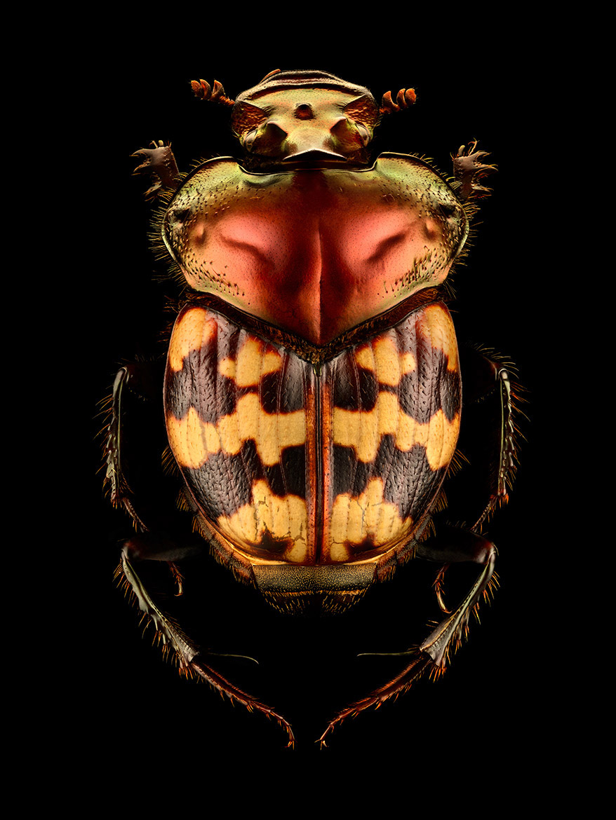 Microsculpture Stunning Macro Photographs Of Colorful Insects By Levon Biss 4