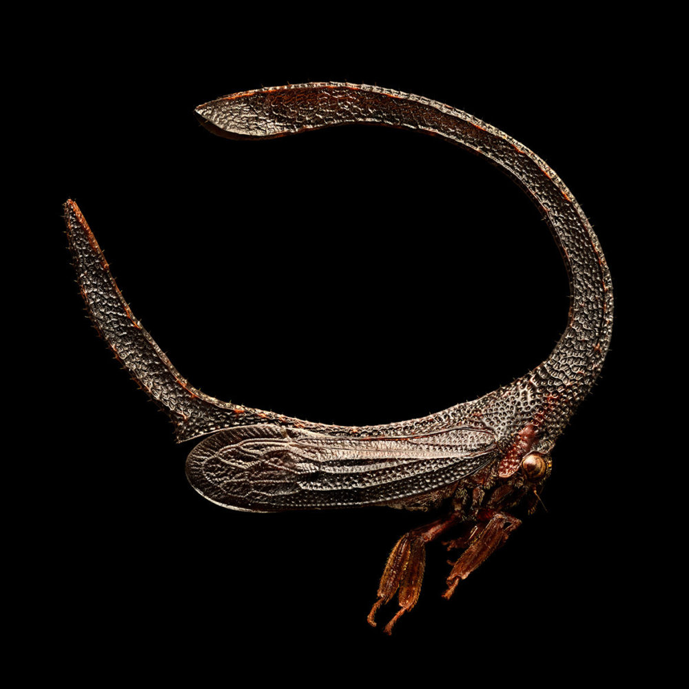 Microsculpture Stunning Macro Photographs Of Colorful Insects By Levon Biss 5