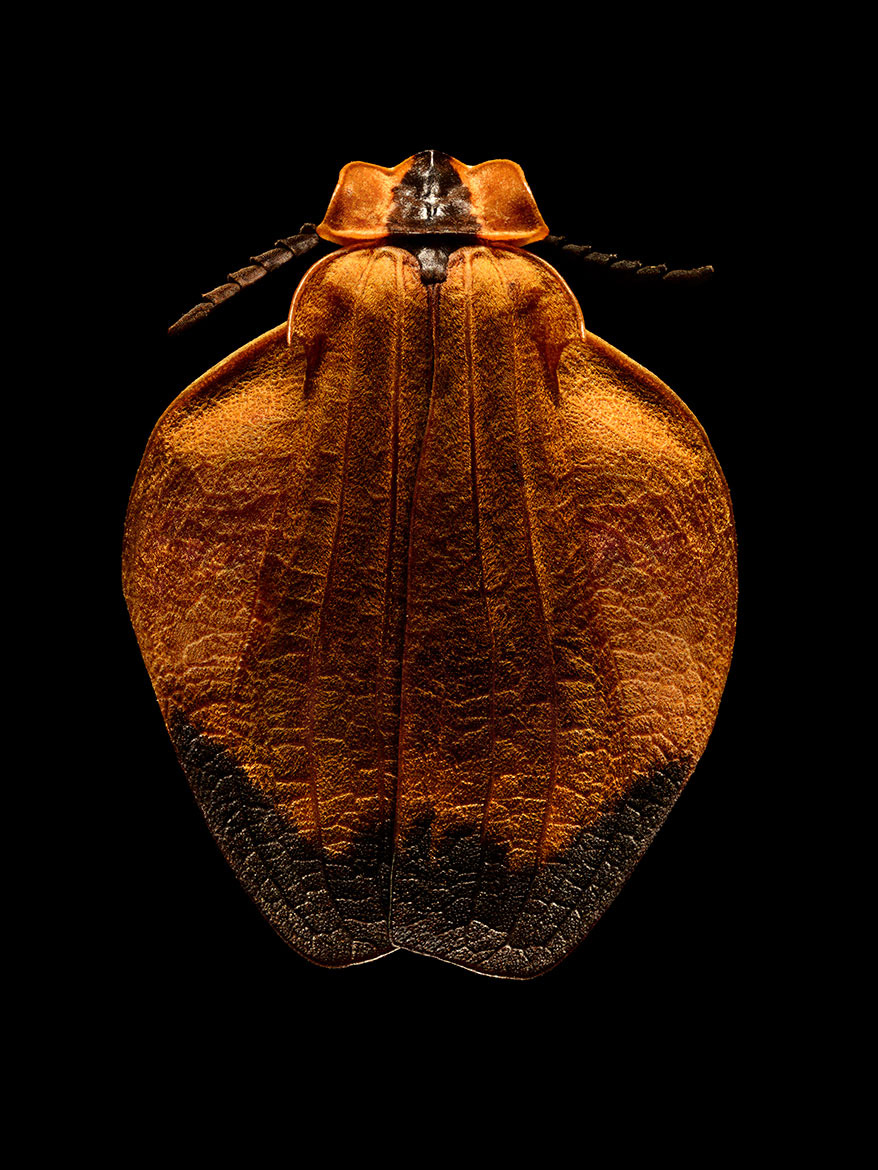Microsculpture Stunning Macro Photographs Of Colorful Insects By Levon Biss 7