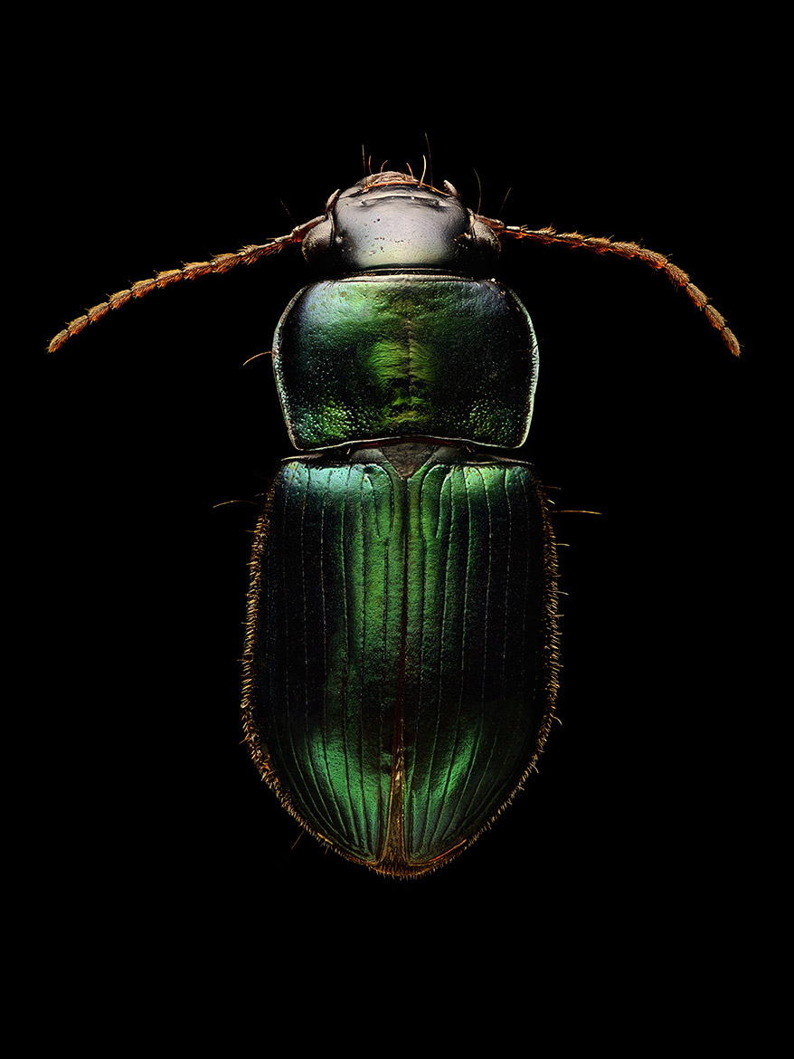Microsculpture Stunning Macro Photographs Of Colorful Insects By Levon Biss 8