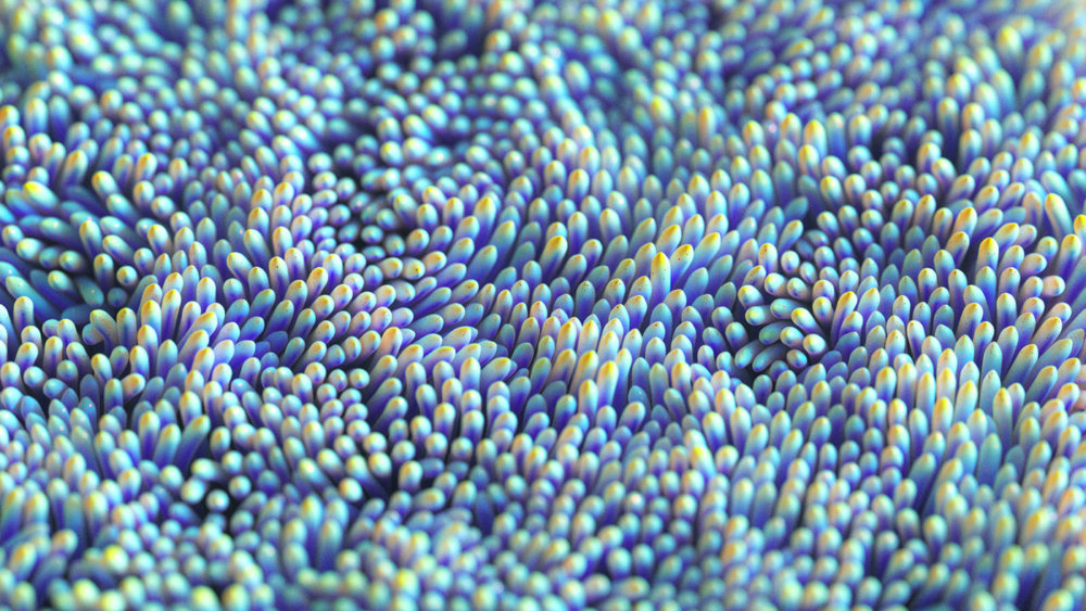 The Organic Digital Art Of Ari Weinkle 5