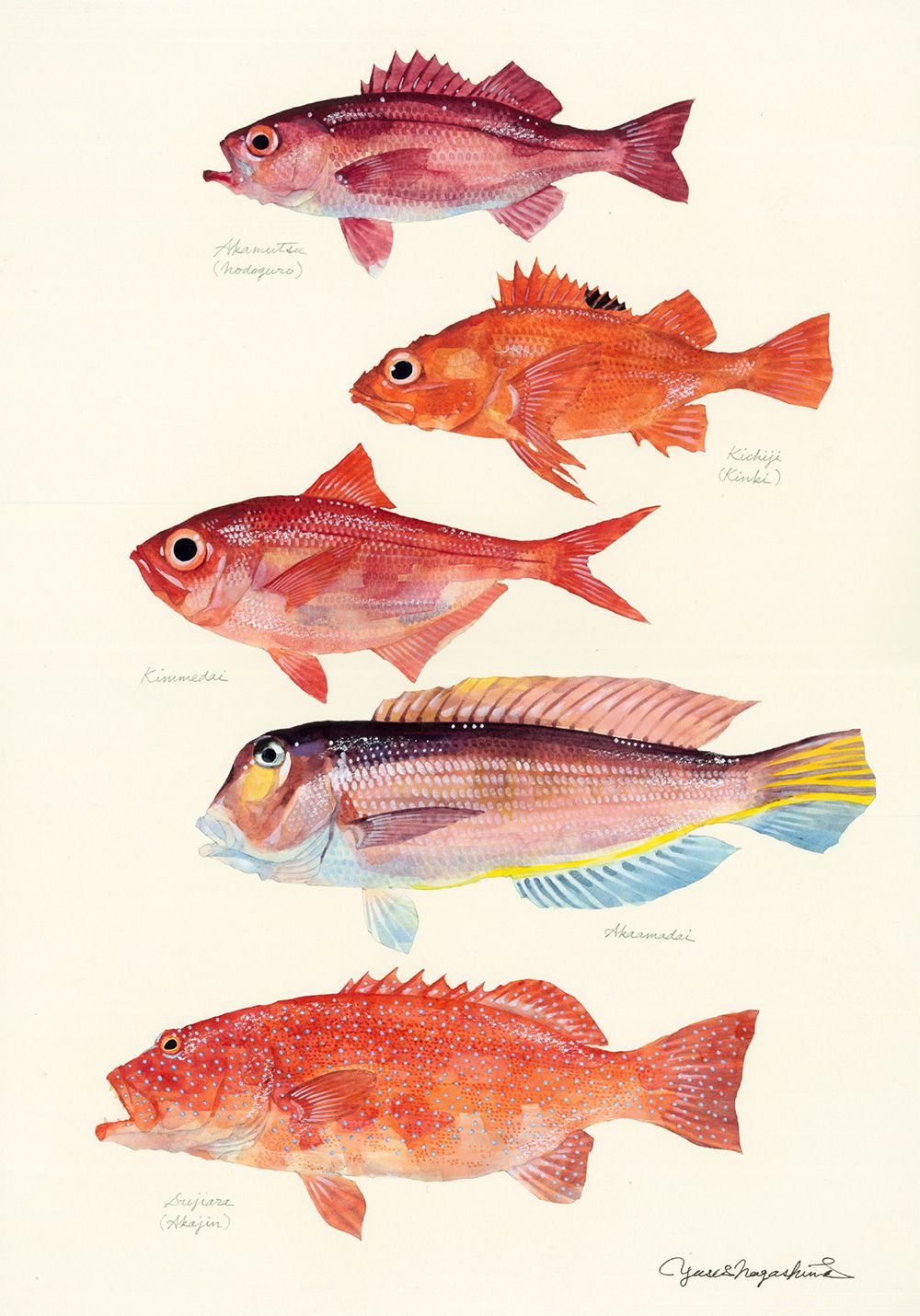 Gorgeous Marine Animal Watercolors By Yusei Nagashima 1